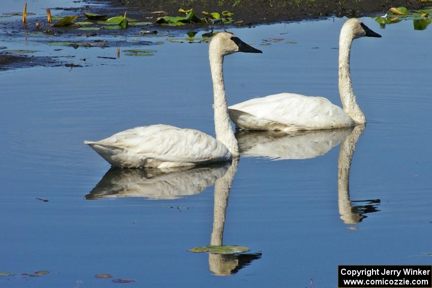A pair of trumpeter swans near Brainerd (6).