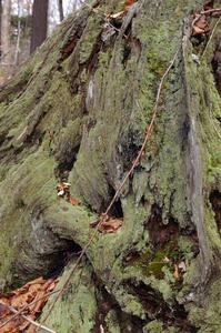 Moss and lichens growing thick on tree bark in the Huron Mountains.