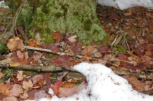 Snow had fallen earlier in the week to make the forest floor seem more picturesque near the start of SS1, Herman.