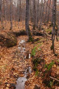 The view of the forest floor near the finish of Gratiot Lake 1.