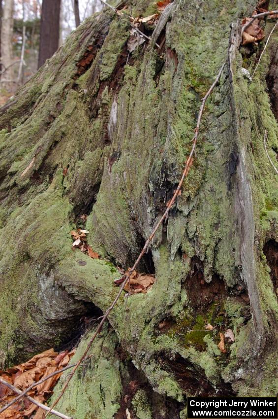 Moss and lichens growing thick on tree bark in the Huron Mountains.