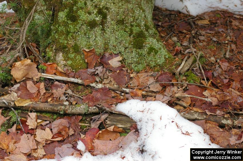 Snow had fallen earlier in the week to make the forest floor seem more picturesque near the start of SS1, Herman.