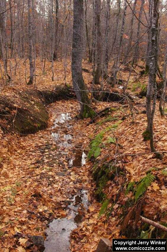 The view of the forest floor near the finish of Gratiot Lake 1.