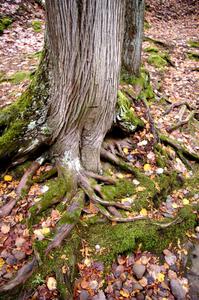 Forest floor at Little Union Gorge Falls