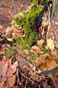 Mushrooms and moss on a rotting stump