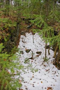 Forest floor near Nonesuch Falls