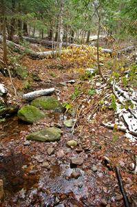 Scenery along the Little Carp River