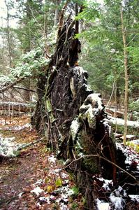 Toppled tree with roots sticking out