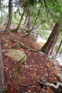 Forest floor at Nawadaha Falls