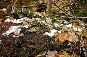 Moss and lichens on an old log