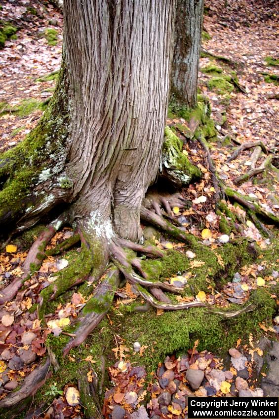 Forest floor at Little Union Gorge Falls