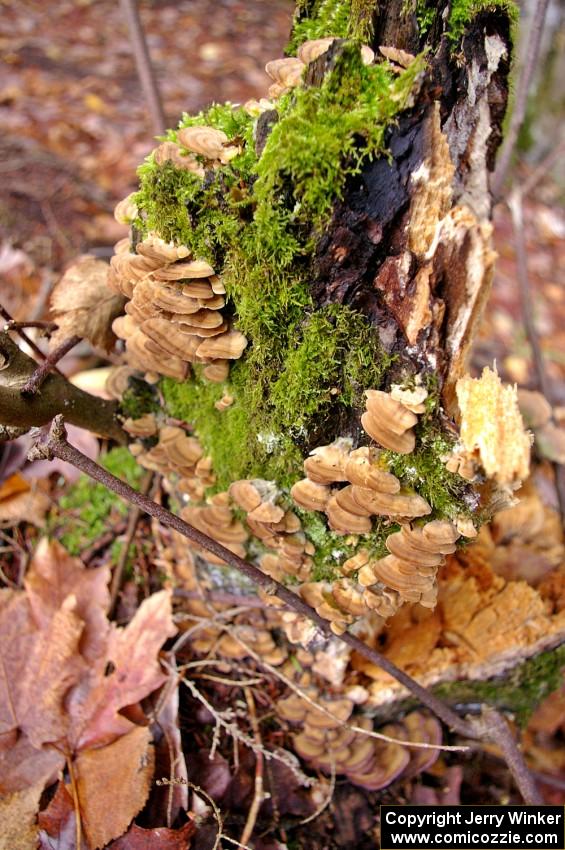 Mushrooms and moss on a rotting stump