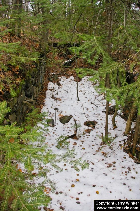 Forest floor near Nonesuch Falls